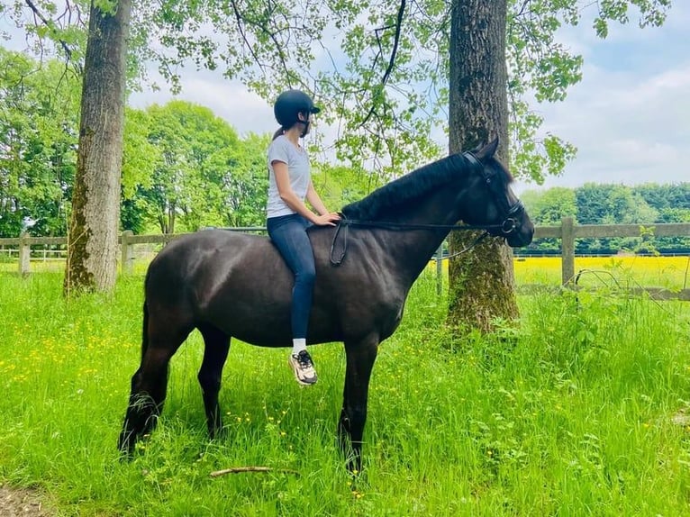 Lusitano Merrie 8 Jaar 160 cm in Bredene