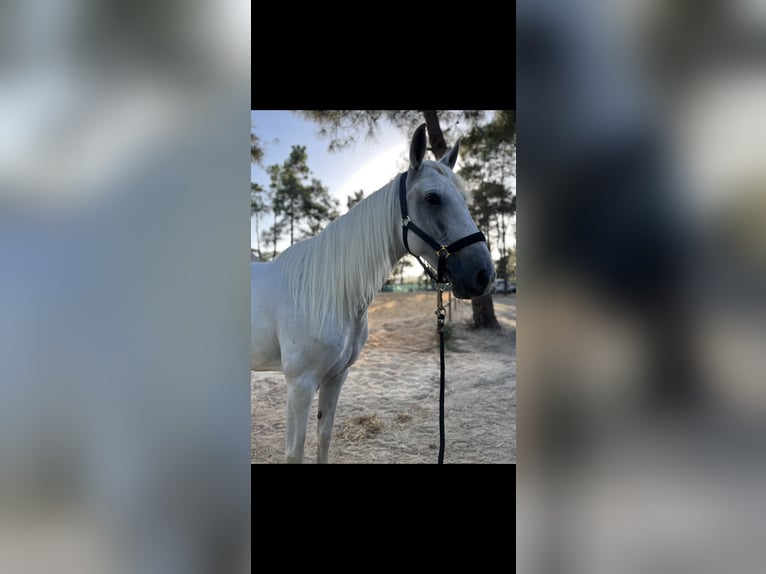 Lusitano Merrie 8 Jaar 160 cm Wit in Almada