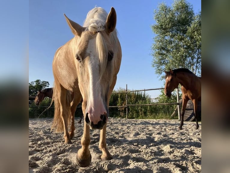 Lusitano Merrie 8 Jaar 161 cm Palomino in Nieuw-Vennep