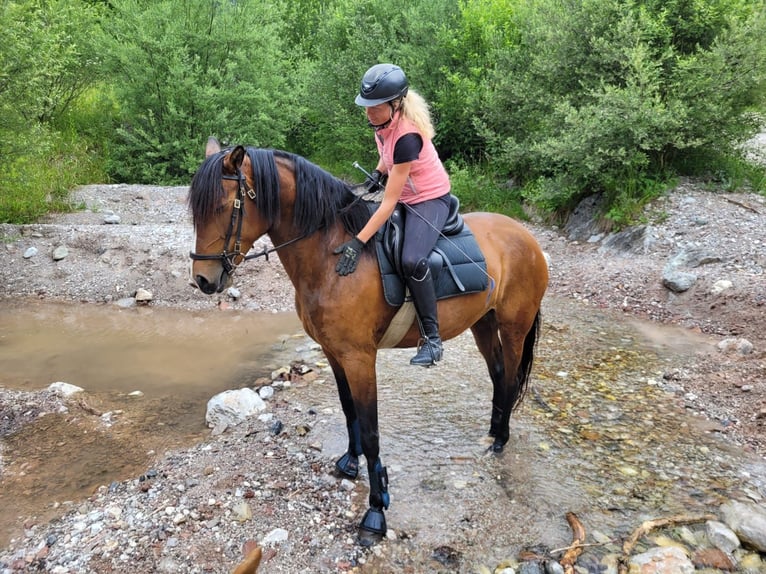 Lusitano Merrie 8 Jaar 164 cm Bruin in Leogang Lusitano Merrie 8 Jaar 164 cm Bruin in Leogang