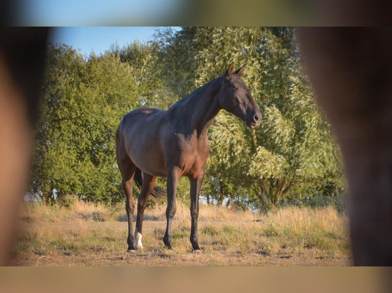 Lusitano Merrie 8 Jaar Zwart in Latina