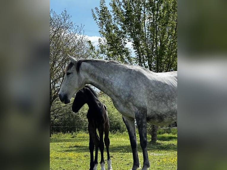 Lusitano Merrie 9 Jaar 155 cm Appelschimmel in Herm