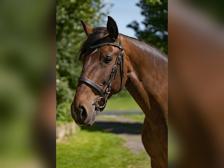 Lusitano Merrie 9 Jaar 155 cm Donkerbruin in Zakupy