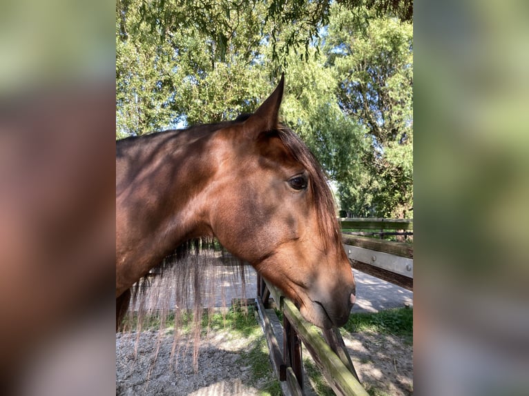 Lusitano Merrie 9 Jaar 156 cm Bruin in Beinsdorp