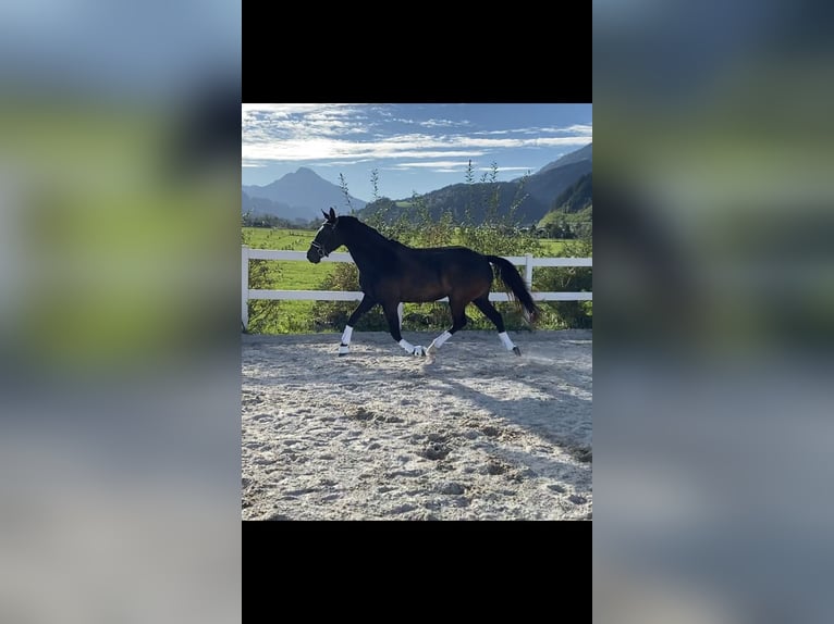 Lusitano Merrie 9 Jaar 160 cm Zwartbruin in Leogang