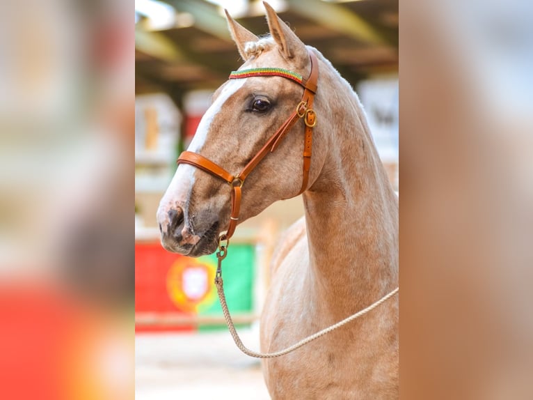 Lusitano Merrie 9 Jaar 161 cm Palomino in Nieuw-Vennep