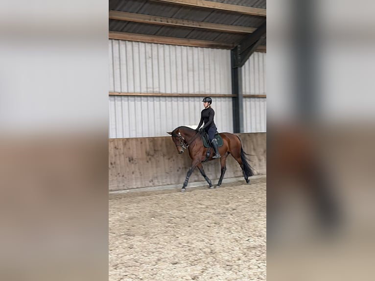 Lusitano Merrie 9 Jaar 165 cm Bruin in Bergen op Zoom