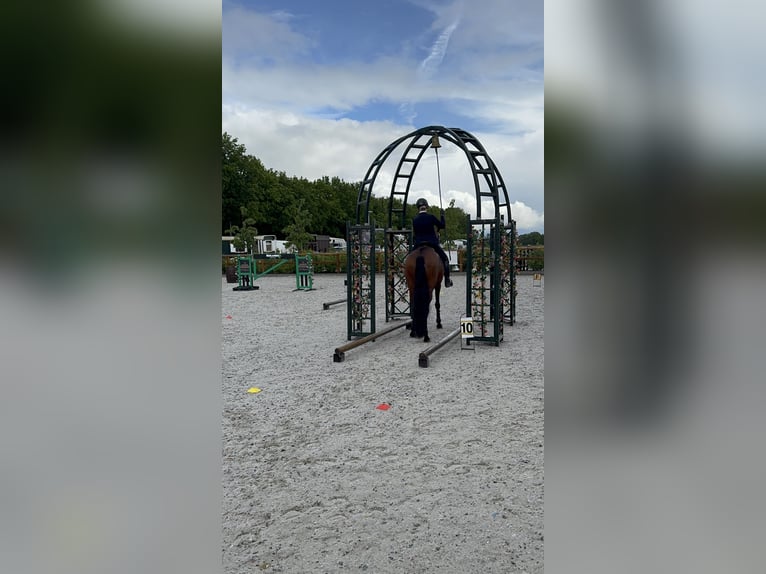 Lusitano Merrie 9 Jaar 165 cm Bruin in Bergen op Zoom