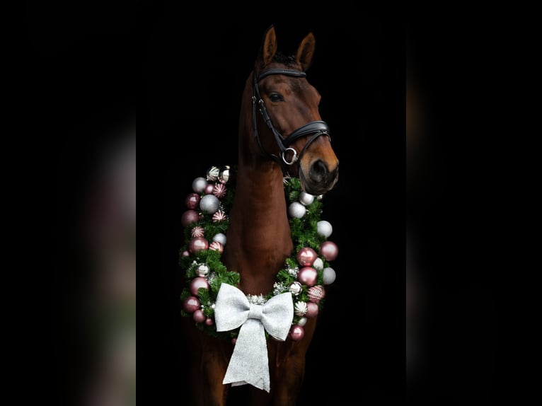 Lusitano Merrie 9 Jaar 165 cm Bruin in Bergen op Zoom