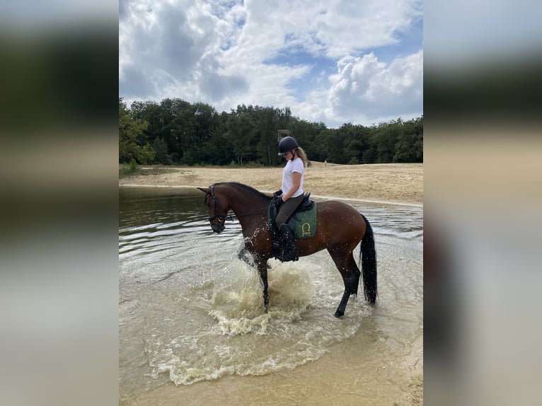 Lusitano Merrie 9 Jaar 165 cm Bruin in Bergen op Zoom