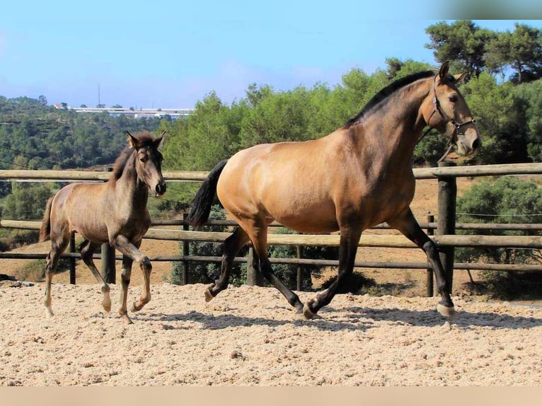 Lusitano Merrie veulen (04/2024) 125 cm Buckskin in Orcier1635 route du prieuré