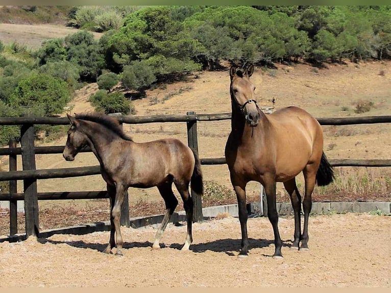 Lusitano Merrie veulen (04/2024) 125 cm Buckskin in Orcier1635 route du prieuré