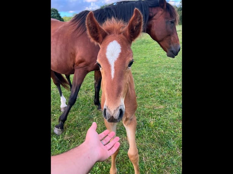Lusitano Merrie Veulen (05/2026) 130 cm Vos in Sucé sur Erdre