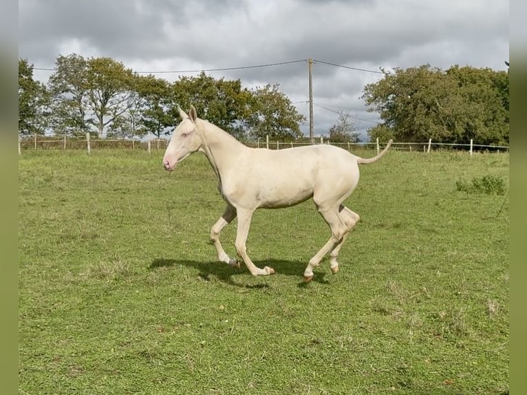 Lusitano Merrie Veulen (03/2025) 135 cm Cremello in Guérande Lusitano Merrie Veulen (03/2025) 135 cm Cremello in Guérande