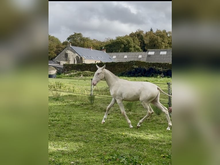 Lusitano Merrie Veulen (03/2025) 135 cm Cremello in Guérande Lusitano Merrie Veulen (03/2025) 135 cm Cremello in Guérande