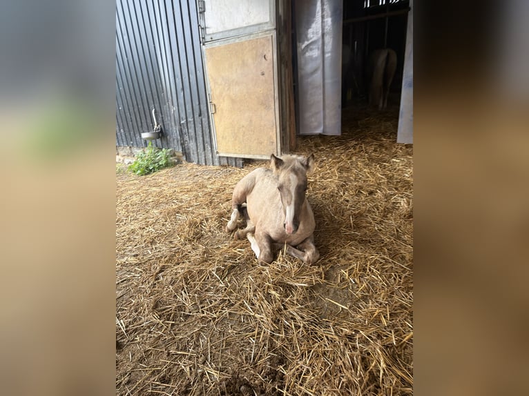 Lusitano Mix Merrie Veulen (06/2026) 155 cm Palomino in Beutelsbach