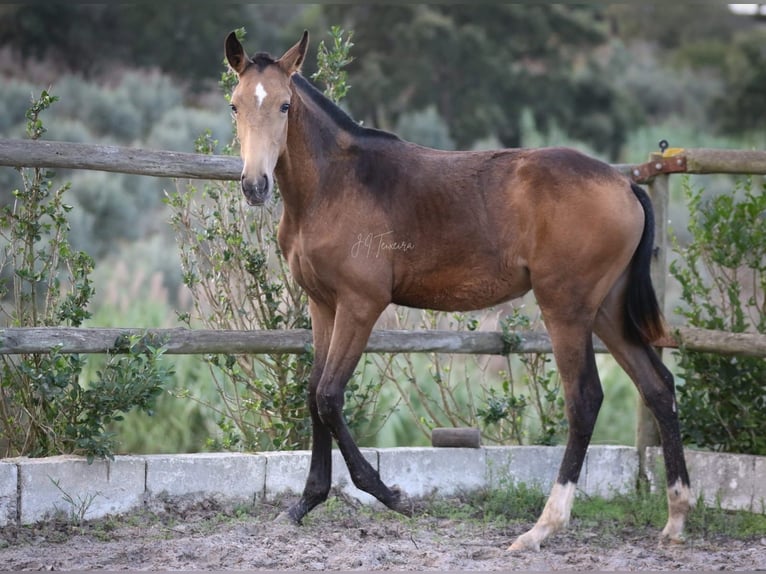 Lusitano Merrie veulen (03/2024) 159 cm Buckskin in Rio Maior