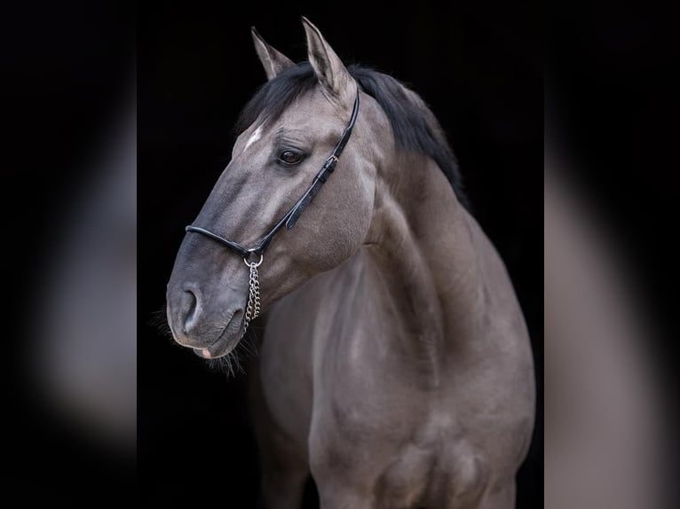 Lusitano Merrie veulen (05/2024) 160 cm Falbe in Fuchstal