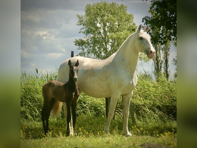 Lusitano Merrie Veulen (05/2026) 160 cm Schimmel in Bredene