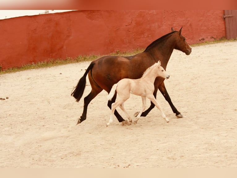 Lusitano Merrie Veulen (04/2025) 162 cm Palomino in Bedburg