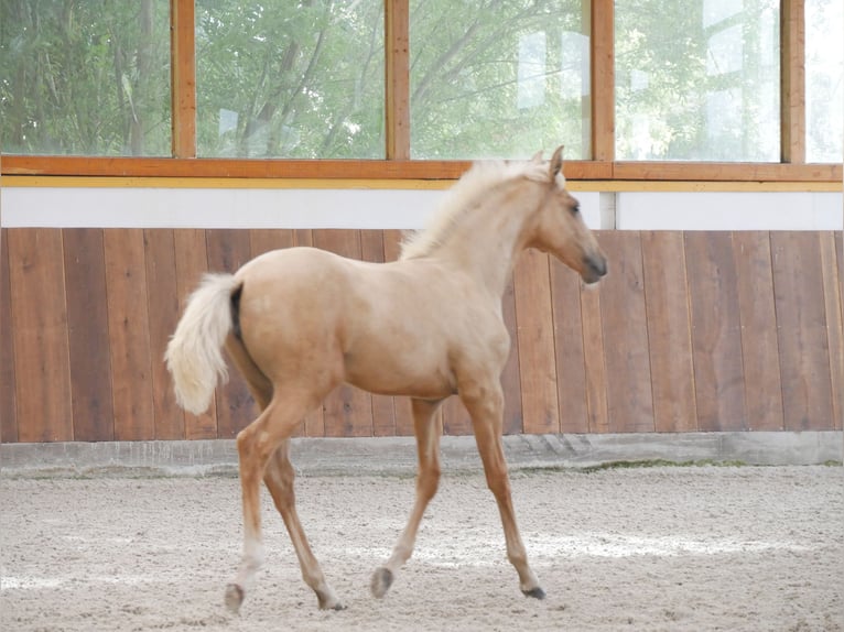 Lusitano Merrie Veulen (04/2025) 162 cm Palomino in Bedburg