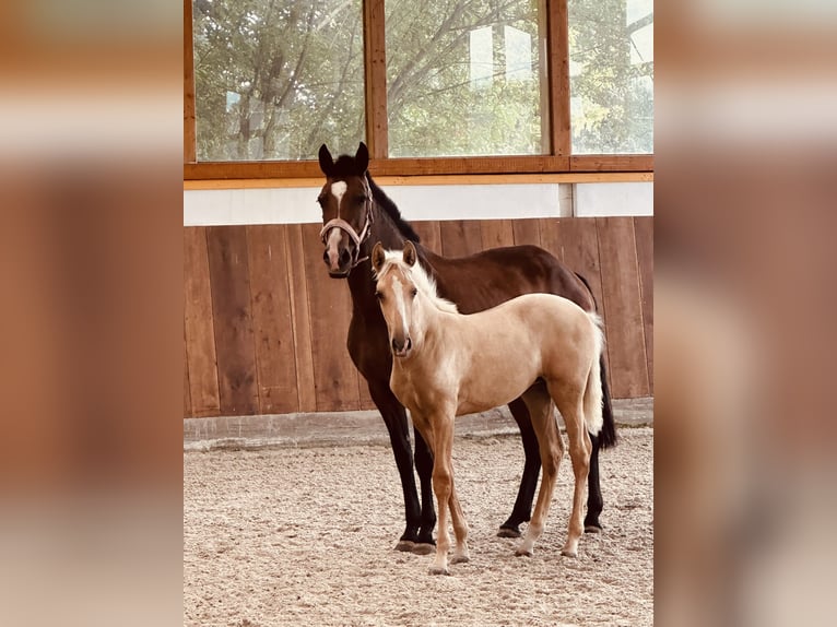 Lusitano Merrie Veulen (04/2025) 162 cm Palomino in Bedburg