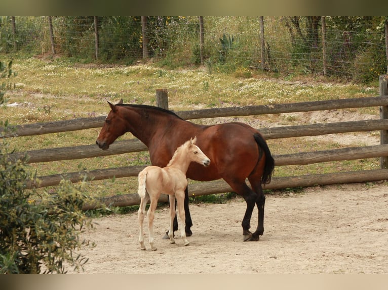 Lusitano Merrie Veulen (04/2025) 162 cm Palomino in Bedburg