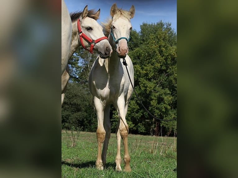 Lusitano Merrie Veulen (05/2025) 162 cm Pearl in Goven