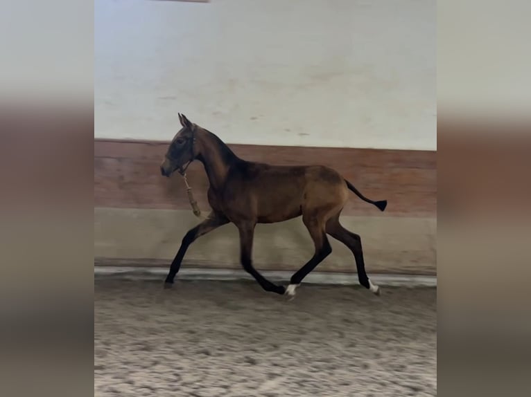Lusitano Merrie Veulen (04/2025) 163 cm Buckskin in Caldas da Rainha Lusitano Merrie Veulen (04/2025) 163 cm Buckskin in Caldas da Rainha