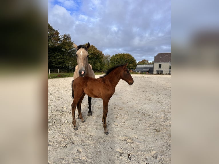 Lusitano Merrie Veulen (08/2025) 164 cm Bruin in Cul-des-Sarts