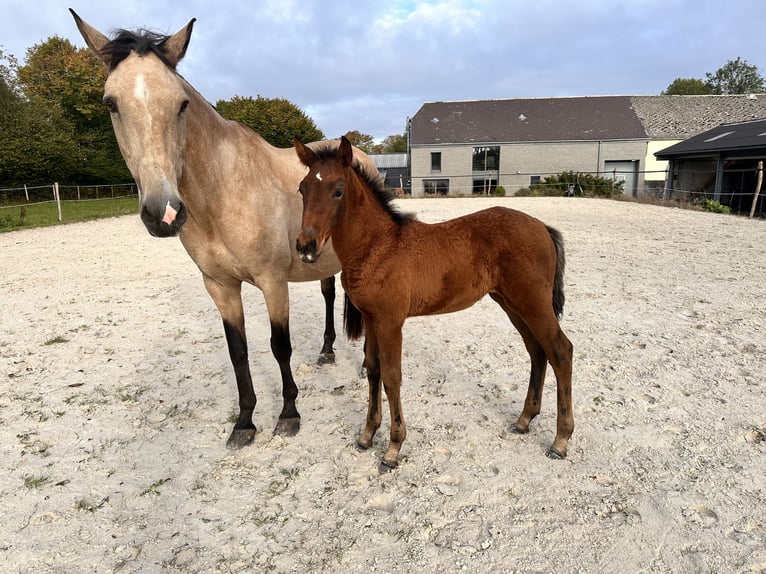 Lusitano Merrie Veulen (08/2025) 164 cm Bruin in Cul-des-Sarts