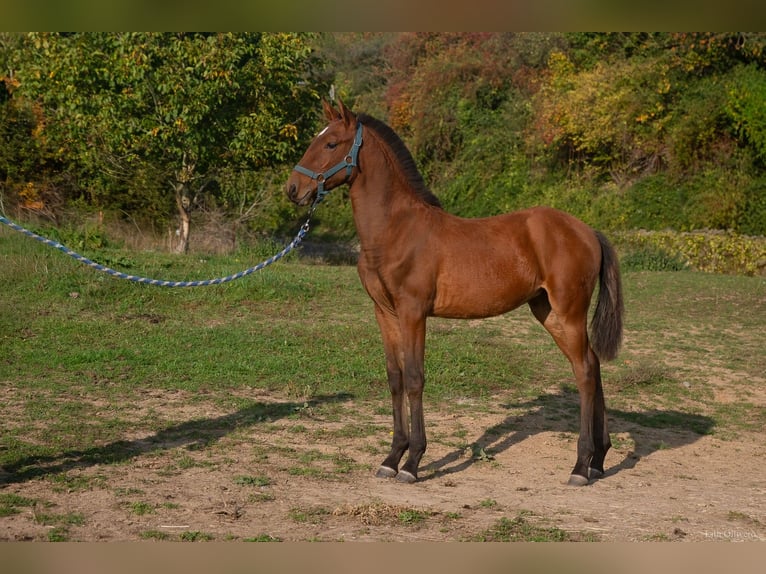 Lusitano Merrie Veulen (05/2025) 164 cm Roodbruin in Saint Vaast