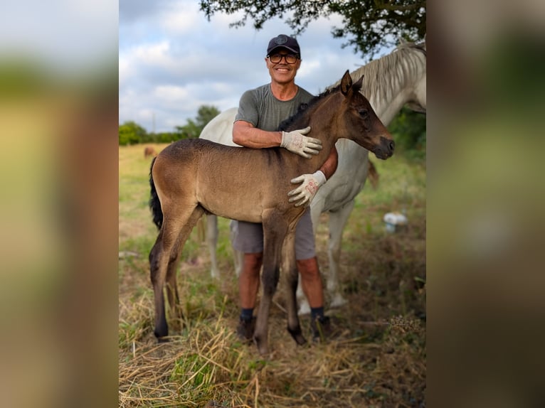 Lusitano Merrie Veulen (01/2026) Bruin in Porspoder