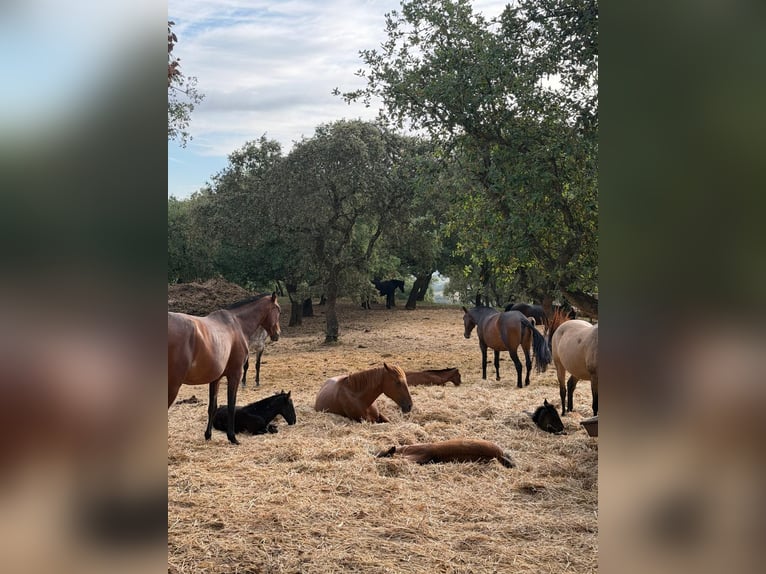 Lusitano Merrie Veulen (03/2026)  in Vila Viçosa