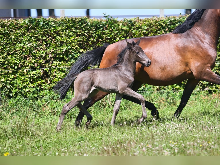 Lusitano Merrie veulen (06/2024) Zwart in Mussel