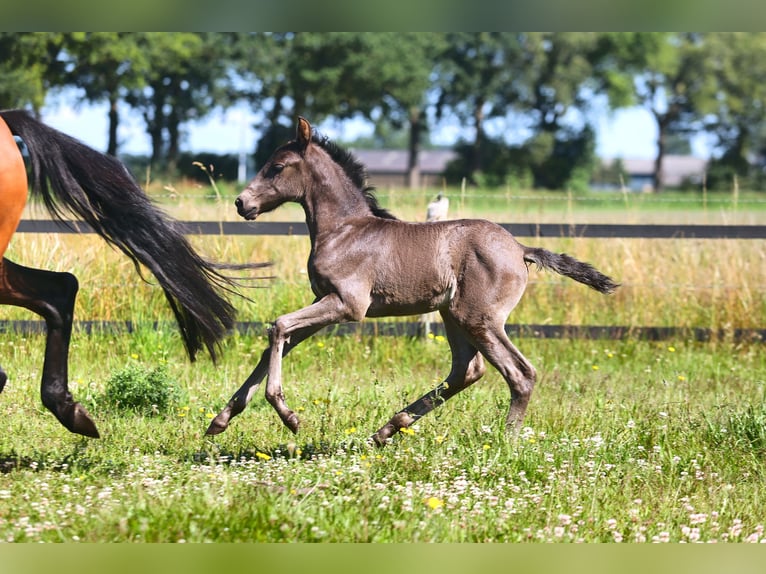 Lusitano Merrie veulen (06/2024) Zwart in Mussel