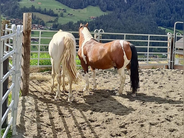 Lusitano Ogier 10 lat 158 cm Perlino in Frutigen