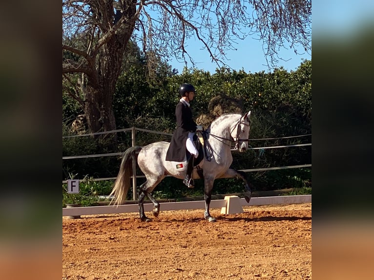 Lusitano Ogier 10 lat 161 cm Siwa in Pera