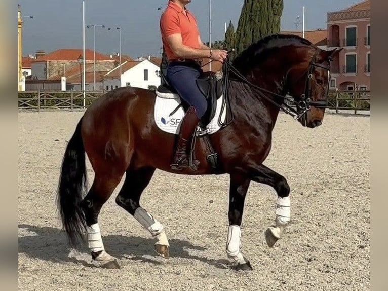 Lusitano Ogier 10 lat 163 cm Gniada in Torres Vedras