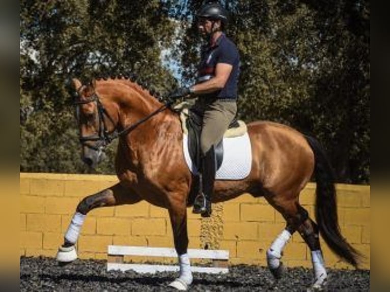 Lusitano Mix Ogier 10 lat 163 cm Tovero wszelkich maści in PORTUGAL