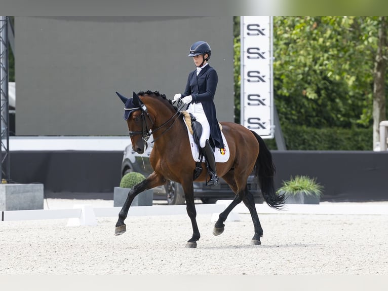 Lusitano Ogier 11 lat 165 cm Gniada in Melle