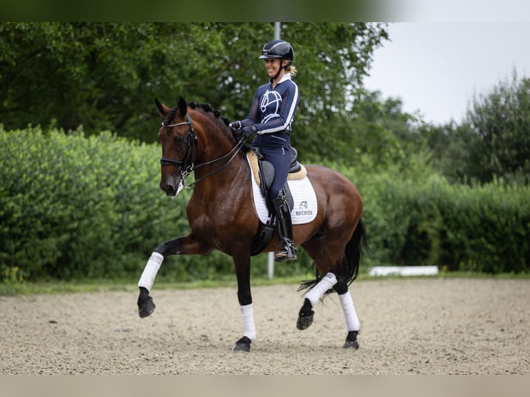 Lusitano Ogier 11 lat 165 cm Gniada in Melle