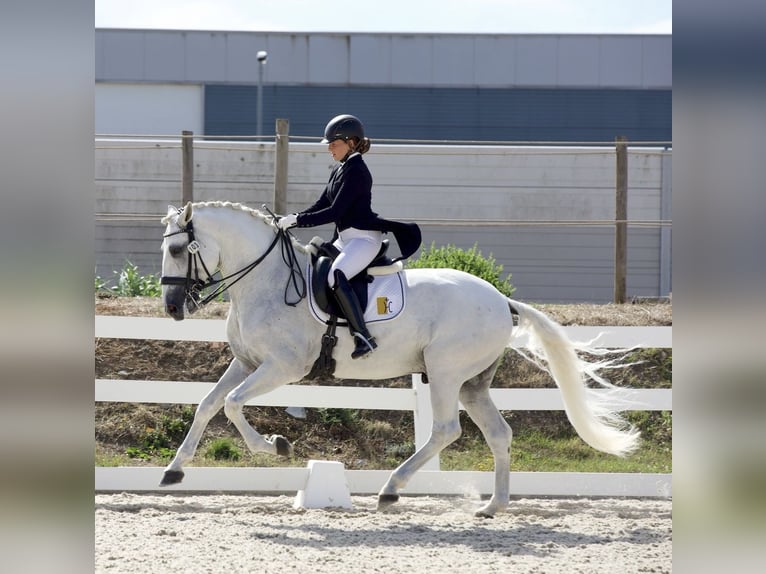 Lusitano Ogier 11 lat 165 cm Siwa in Torres Vedras