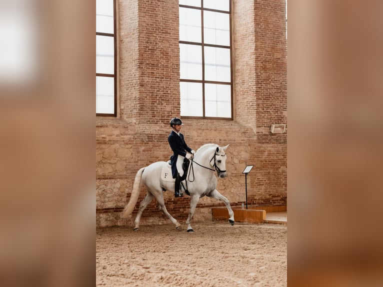 Lusitano Ogier 11 lat 166 cm Siwa in Casatejada