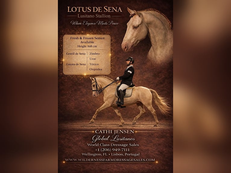 Lusitano Ogier 11 lat 169 cm Cremello in Trofa