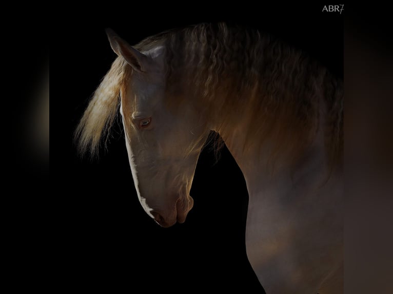 Lusitano Ogier 11 lat 169 cm Cremello in Trofa