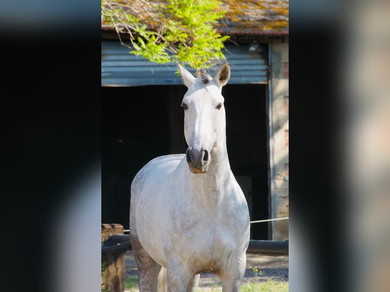 Lusitano Ogier 12 lat 163 cm Siwa in Arles