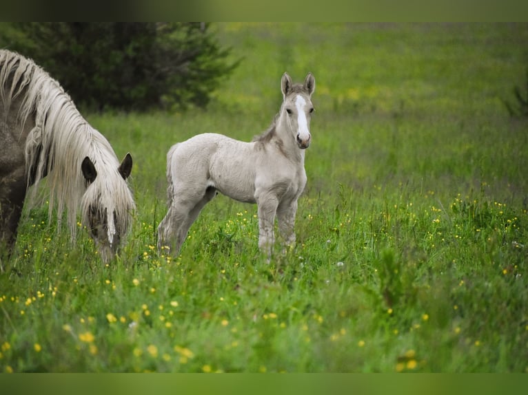 Lusitano Ogier 12 lat 164 cm Grullo in Mettmann