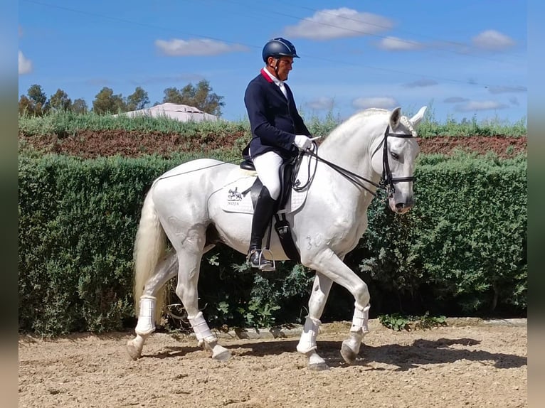 Lusitano Ogier 12 lat 165 cm Siwa in Huelva