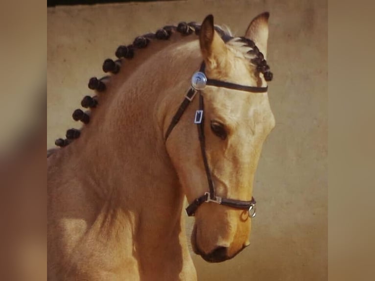 Lusitano Ogier 13 lat 166 cm Bułana in PORT SAINT PERE